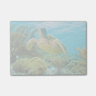 Eine grüne Schildkröte auf den Shallow-Riffen von Post-it Klebezettel
