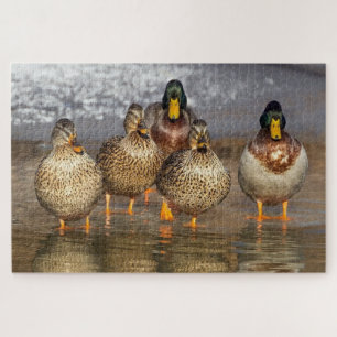 Eine Gruppe Enten-Foto