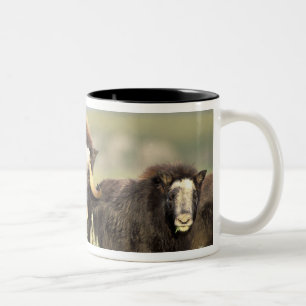 Eine Gruppe Moschusochsen äst auf Weidensträuchern Zweifarbige Tasse