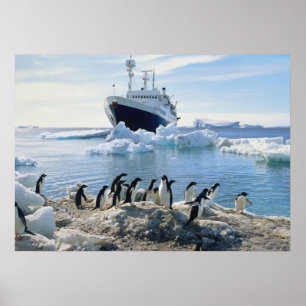 Eine Gruppe Penguins stehend auf einem eisigen Poster