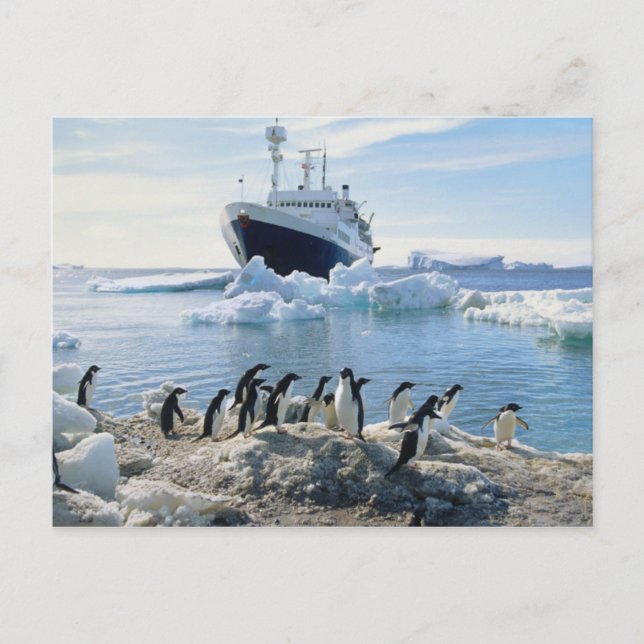 Eine Gruppe Penguins stehend auf einem eisigen Postkarte (Vorderseite)