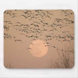 Eine Gruppe von wandernden Schneegänsen, Grus Mousepad
