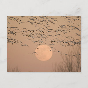 Eine Gruppe von wandernden Schneegänsen, Grus Postkarte