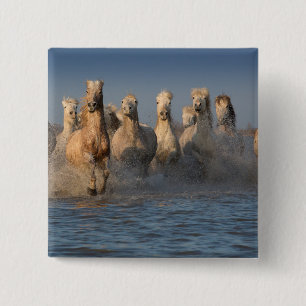 Eine Gruppe weiße Pferde in der Camargue Region Button