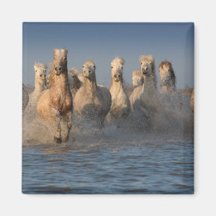 Eine Gruppe weiße Pferde in der Camargue Region Magnet