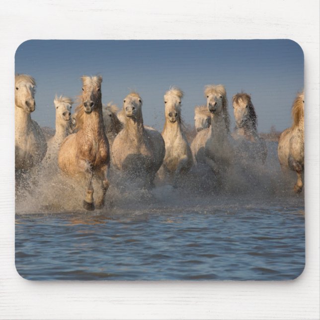 Eine Gruppe weiße Pferde in der Camargue Region Mousepad (Vorne)