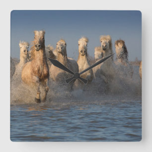 Eine Gruppe weiße Pferde in der Camargue Region Quadratische Wanduhr
