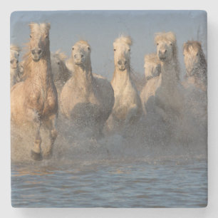 Eine Gruppe weiße Pferde in der Camargue Region Steinuntersetzer