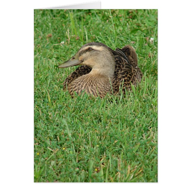 Eine Grußkarte für Mallard Hen Jedes Anlasses (Vorne)