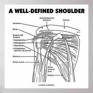 Eine gut definierte Schulter (anatomischer Spaß) Poster