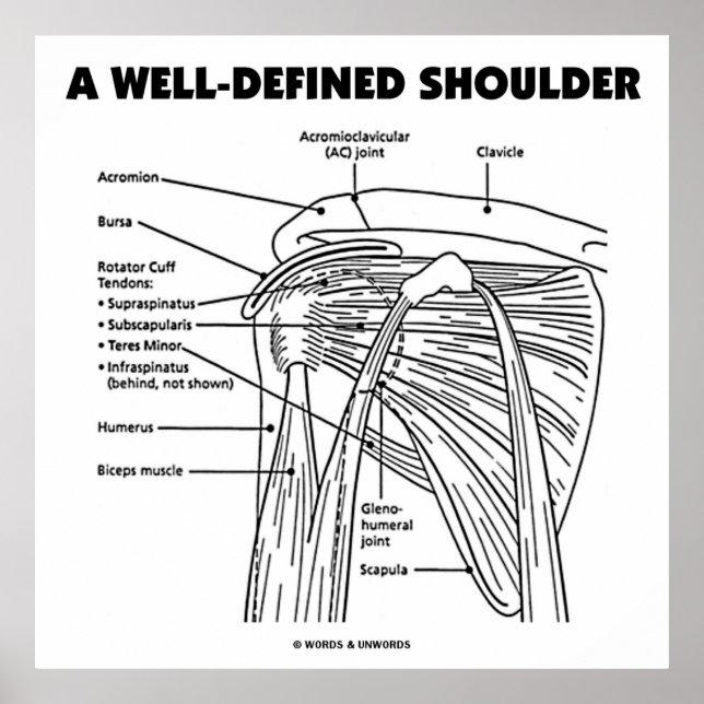 Eine gut definierte Schulter (anatomischer Spaß) Poster (Vorne)
