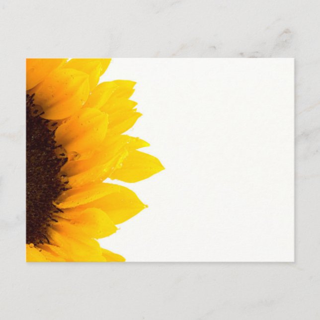 Eine halbe Sonnenblume Postkarte (Vorderseite)