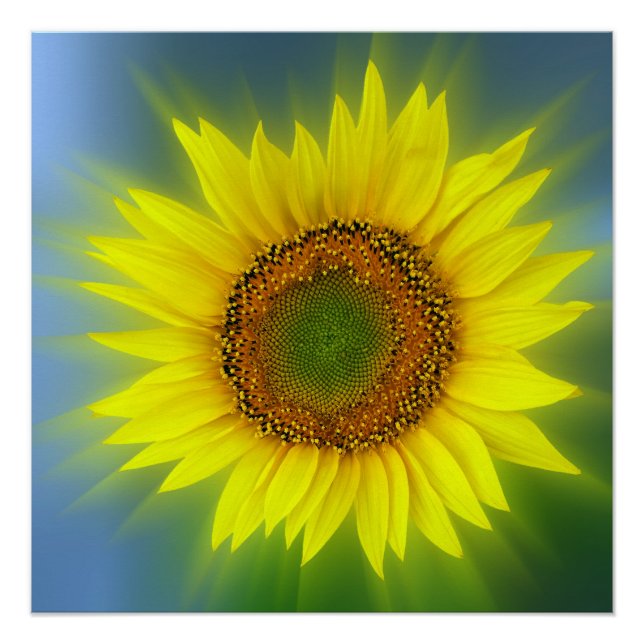 eine helle Sonnenblume Poster (Vorderseite)