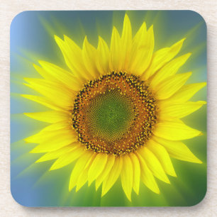 eine helle Sonnenblume Untersetzer