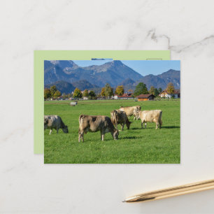 Eine Herde Kühe im Allgäu, Bayern, Deutschland  Postkarte