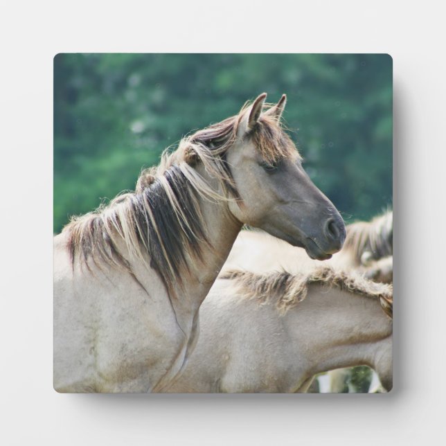 Eine Herde von Brumby Pferden aus Australien Fotoplatte (Vorderseite)