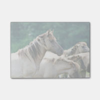 Eine Herde von Brumby Pferden aus Australien