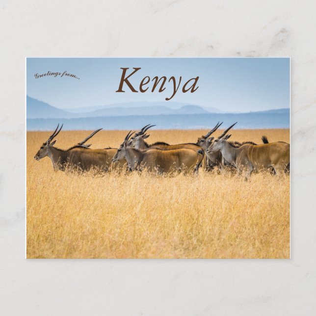 Eine Herde von Eland Maasai Mara National Reserve  Postkarte (Vorderseite)