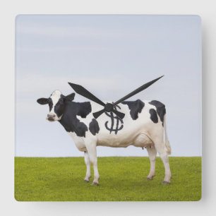 Eine Holstein-Milchkuh mit Stellen in Form Quadratische Wanduhr