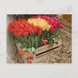 Eine Holzkiste mit Tulpen Postkarte