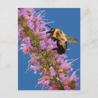 Eine Hummel und Anisysop Einladungspostkarte