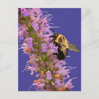 Eine Hummel und Anisysop Feiertagspostkarte