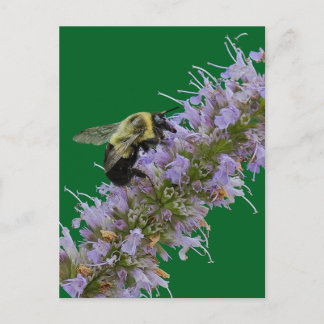 Eine Hummel und Anisysop Postkarte