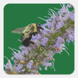 Eine Hummel und Anisysop Quadratischer Aufkleber