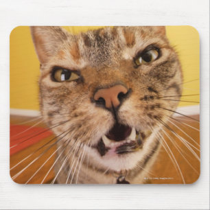 Eine humorvolle kleine Katze sitzt auf einem Hocke Mousepad