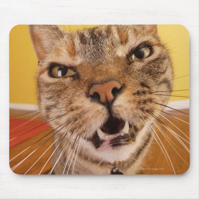 Eine humorvolle kleine Katze sitzt auf einem Hocke Mousepad (Vorne)