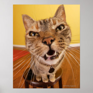 Eine humorvolle kleine Katze sitzt auf einem Hocke Poster