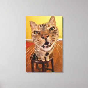 Eine humorvolle kleine Katze sitzt auf einem Leinwanddruck