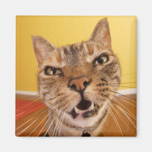 Eine humorvolle kleine Katze sitzt auf einem Magnet