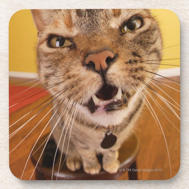 Eine humorvolle kleine Katze sitzt auf einem Untersetzer (Vorderseite)