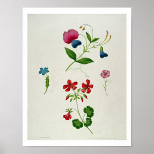 Eine Illustration von 'einer neuen Abhandlung auf Poster