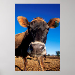 Eine Jersey-Kuh, die neugierig ist Poster