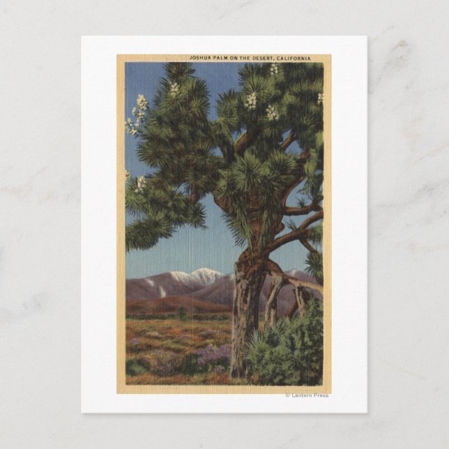 Eine Joshua-Palme in Bloom in der kalifornischen W Postkarte (Vorderseite)