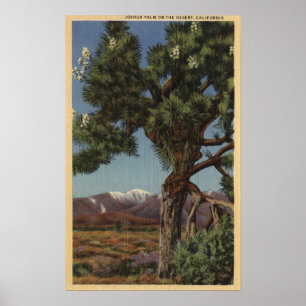 Eine Joshua-Palme in der Blüte in der Poster