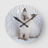 Eine junge ragdoll Katze, die auf Pelz im Stuhl