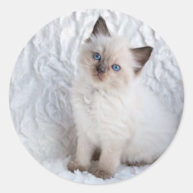 Eine junge Ragdoll Katze sitzt auf Pelz Runder Aufkleber (Vorderseite)