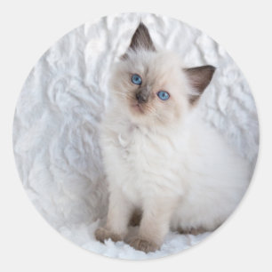 Eine junge Ragdoll Katze sitzt auf Pelz Runder Aufkleber