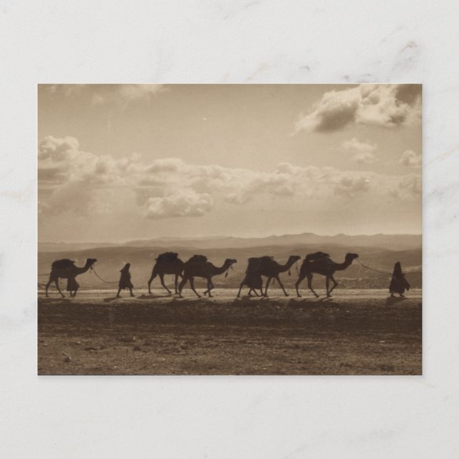 Eine Karawane von Kamelen im heiligen Land Postkarte (Vorderseite)