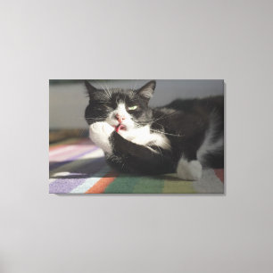 Eine Katze, die es leckt, ist Tatze Leinwanddruck