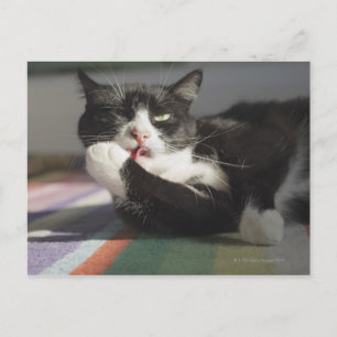 Eine Katze, die sie leckt, ist Pfote Postkarte
