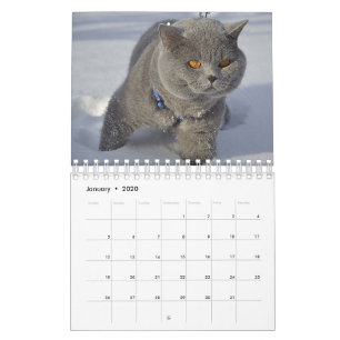 Eine Katze für jeden Saisonkalender Kalender