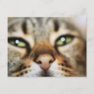 Eine Katze hat ein Gesicht Postkarte