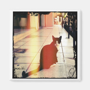 Eine Katze Magnet