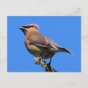 Eine klassische Cedar Waxwing Postkarte! Postkarte
