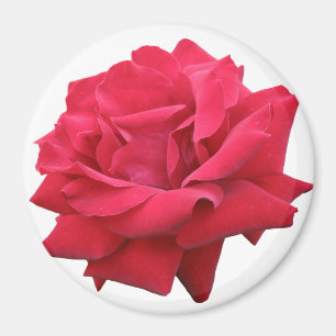 Eine klassische Rote Rose Magnet
