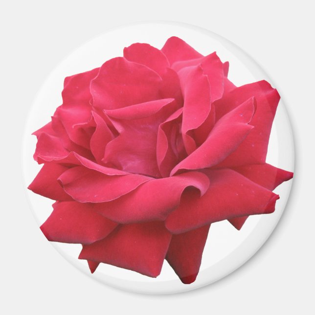 Eine klassische Rote Rose Magnet (Vorne)